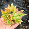 Echeveria agavoides 'Martin's Hybrid' (1x CUTTING)