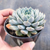 Echeveria setosa var. deminuta x lilacina