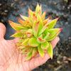 Echeveria agavoides 'Martin's Hybrid' (1x CUTTING)