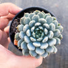 Echeveria setosa var. deminuta x lilacina