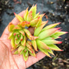 Echeveria agavoides 'Martin's Hybrid' (1x CUTTING)