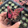 Crassula capitella ssp thyrsiflora variegated (The Pyramid Variegated)