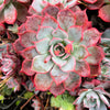 Echeveria Laulensis