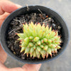 Echeveria agavoides 'Corderoyi' f. cristata (Japanese Form)