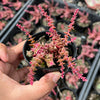 Crassula capitella ssp thyrsiflora variegated (The Pyramid Variegated)