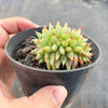 Echeveria agavoides 'Corderoyi' f. cristata (Japanese Form)