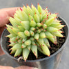 Echeveria agavoides 'Corderoyi' f. cristata (Japanese Form)