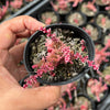 Crassula capitella ssp thyrsiflora variegated (The Pyramid Variegated)