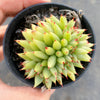 Echeveria agavoides 'Corderoyi' f. cristata (Japanese Form)
