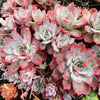 Echeveria Laulensis