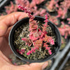 Crassula capitella ssp thyrsiflora variegated (The Pyramid Variegated)