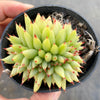 Echeveria agavoides 'Corderoyi' f. cristata (Japanese Form)
