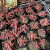Crassula capitella ssp thyrsiflora variegated (The Pyramid Variegated)