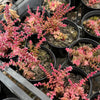 Crassula capitella ssp thyrsiflora variegated (The Pyramid Variegated)