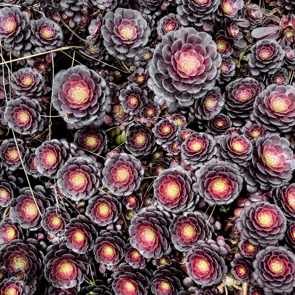 Aeonium 'Short Black' (1 x CUTTING)