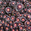 Aeonium 'Short Black' (1 x CUTTING)