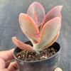 Echeveria 'Metallica'