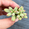 Crassula 'LUDRITS' (Crassula nudicaulis var. Herrei Hyb) (P/C)(w/pup)