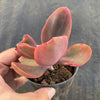 Echeveria 'Metallica'