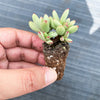 Crassula 'LUDRITS' (Crassula nudicaulis var. Herrei Hyb) (P/C)(w/pup)