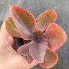Echeveria 'Metallica'