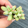 Crassula 'LUDRITS' (Crassula nudicaulis var. Herrei Hyb) (P/C)(w/pup)