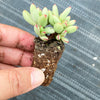Crassula 'LUDRITS' (Crassula nudicaulis var. Herrei Hyb) (P/C)(w/pup)
