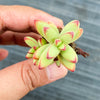 Crassula 'LUDRITS' (Crassula nudicaulis var. Herrei Hyb) (P/C)(w/pup)