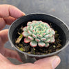 Echveria 'Minima' (Single Head)