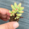 Crassula 'LUDRITS' (Crassula nudicaulis var. Herrei Hyb) (P/C)(w/pup)