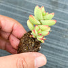 Crassula 'LUDRITS' (Crassula nudicaulis var. Herrei Hyb) (P/C)(w/pup)