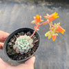 Echveria 'Minima' (Single Head)