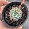 Echveria 'Minima' (Single Head)