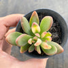 Echeveria Manaudes Variegata