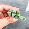 Corpuscularia lehmannii (ICE PLANT)(1 X CUTTING)