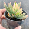 Echeveria Manaudes Variegata