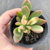 Echeveria Manaudes Variegata