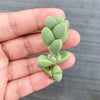 Corpuscularia lehmannii (ICE PLANT)(1 X CUTTING)