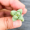 Corpuscularia lehmannii (ICE PLANT)(1 X CUTTING)