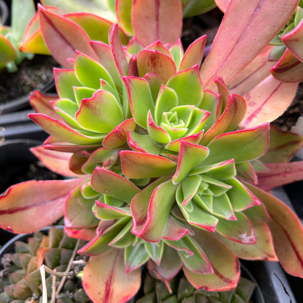 Aeonium leucoblepharum (Yemen Form)(1 X CUTTING)