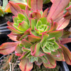 Aeonium leucoblepharum (Yemen Form)(1 X CUTTING)