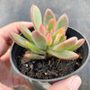Echeveria Manaudes Variegata