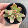 Echeveria Manaudes Variegata