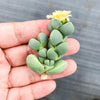 Corpuscularia lehmannii (ICE PLANT)(1 X CUTTING)