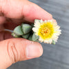 Corpuscularia lehmannii (ICE PLANT)(1 X CUTTING)