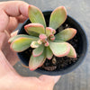 Echeveria Manaudes Variegata