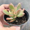Echeveria Manaudes Variegata