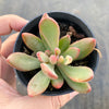 Echeveria Manaudes Variegata