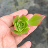 Aeonium leucoblepharum (Yemen Form)(1 X CUTTING)