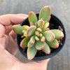Echeveria Manaudes Variegata